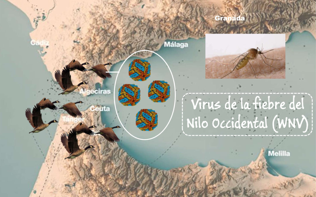 33C – Control de la traducción en el virus de la fiebre del Nilo