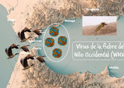 33C – Control de la traducción en el virus de la fiebre del Nilo