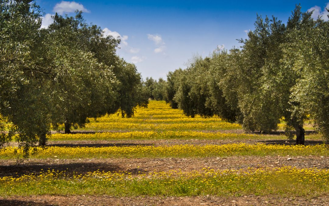 12K – Eliminación de contaminantes presentes en aguas residuales mediante bioadsorción en residuos del olivar