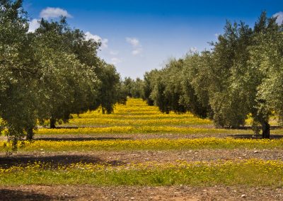 12K – Eliminación de contaminantes presentes en aguas residuales mediante bioadsorción en residuos del olivar